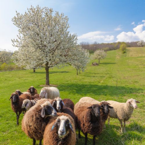 natur-in-donnerskirchen natur in donnerskirchen