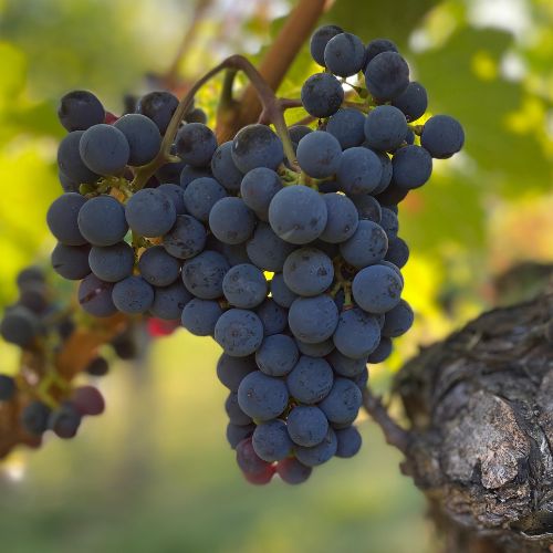 wein-aus-donnerskirchen wein aus donnerskirchen