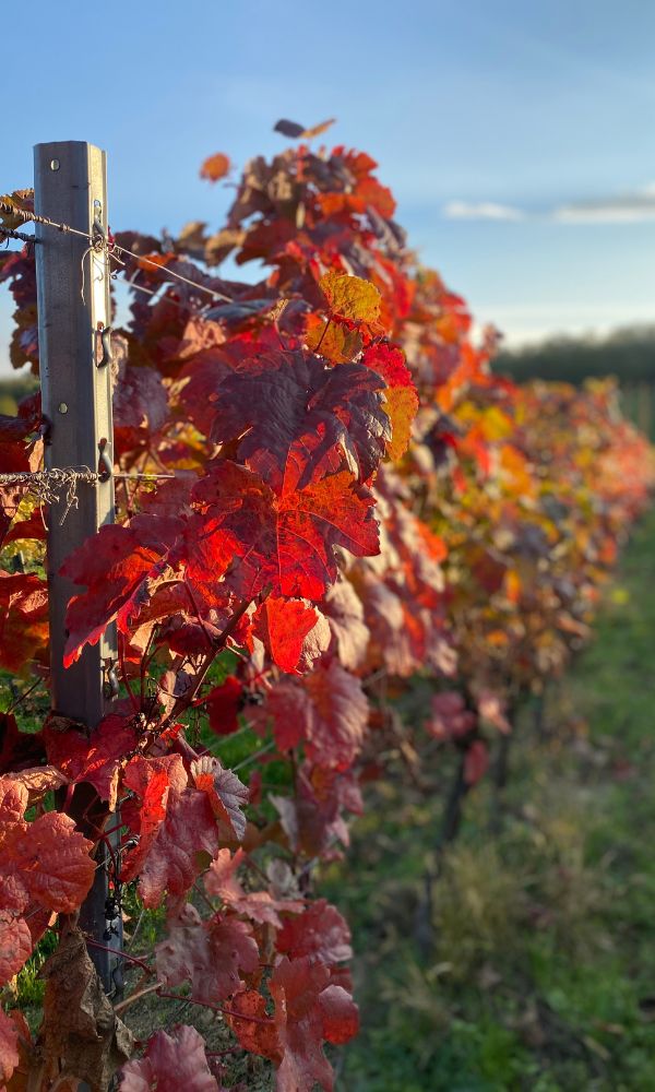 Marktgemeinde Donnerskirchen 13 weinbauern aus donnerskirchen